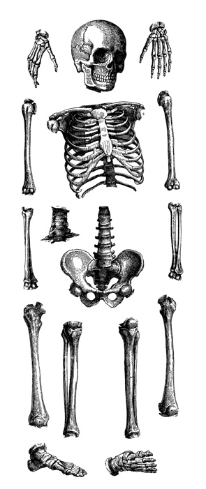 Articulated Skeleton