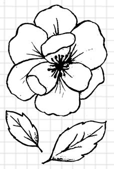 Sketchy Rose