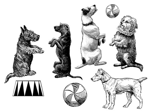 Circus Dogs